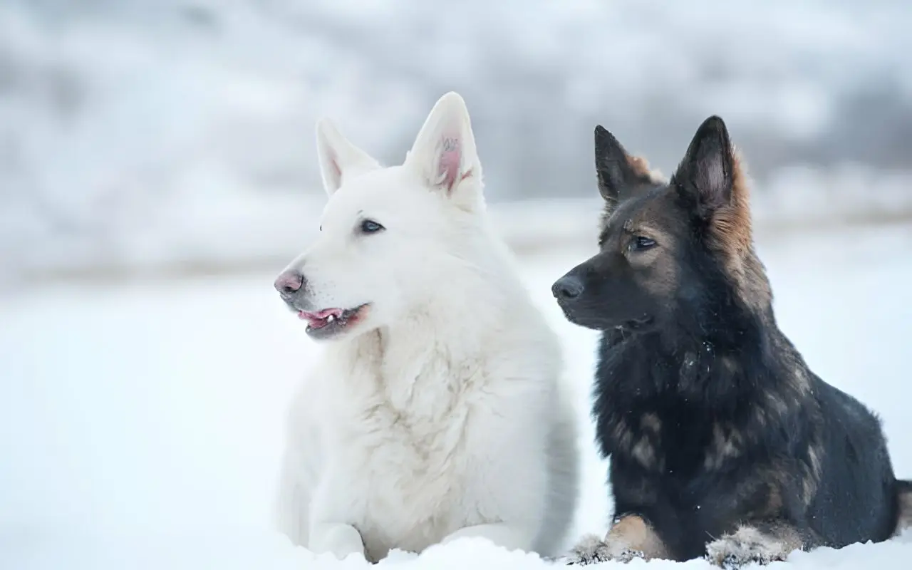 Swiss Shepherd VS German Shepherd