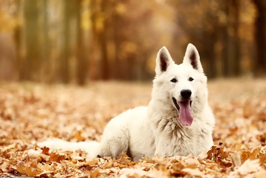 berger blanc suisse